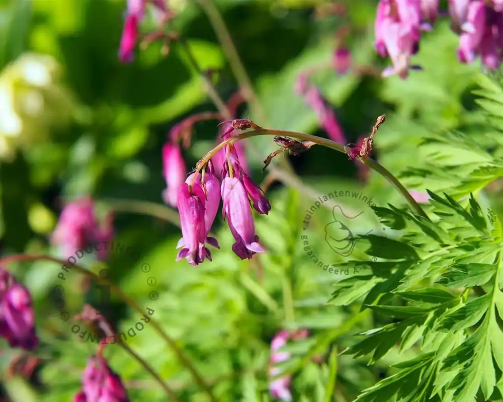 Dicentra formosa ‘Luxuriant‘ | Premiumkwaliteit