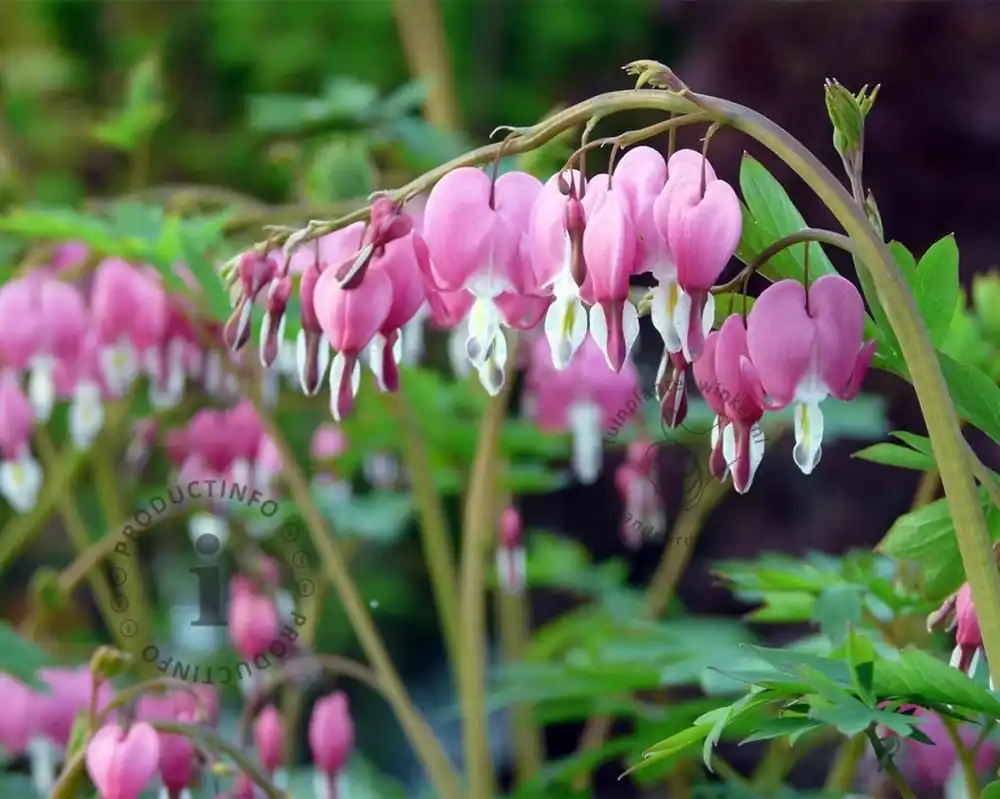 Dicentra spectabilis | Direct kopen