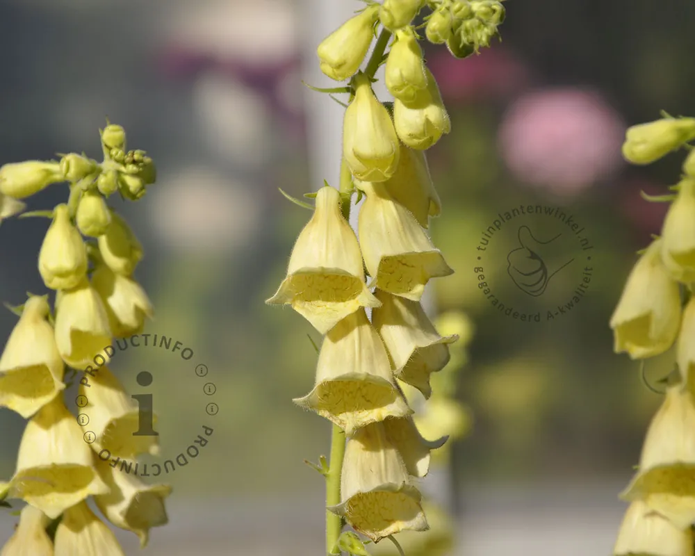 Extra korting - Digitalis lutea