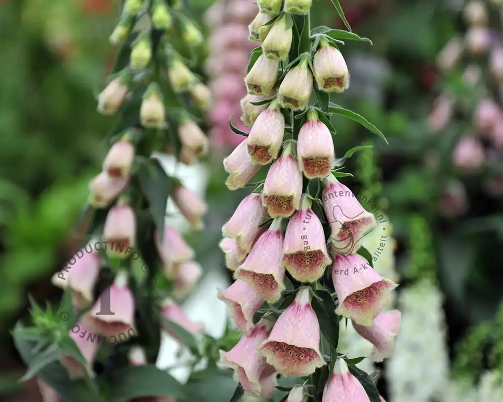 Korting | Digitalis mertonensis