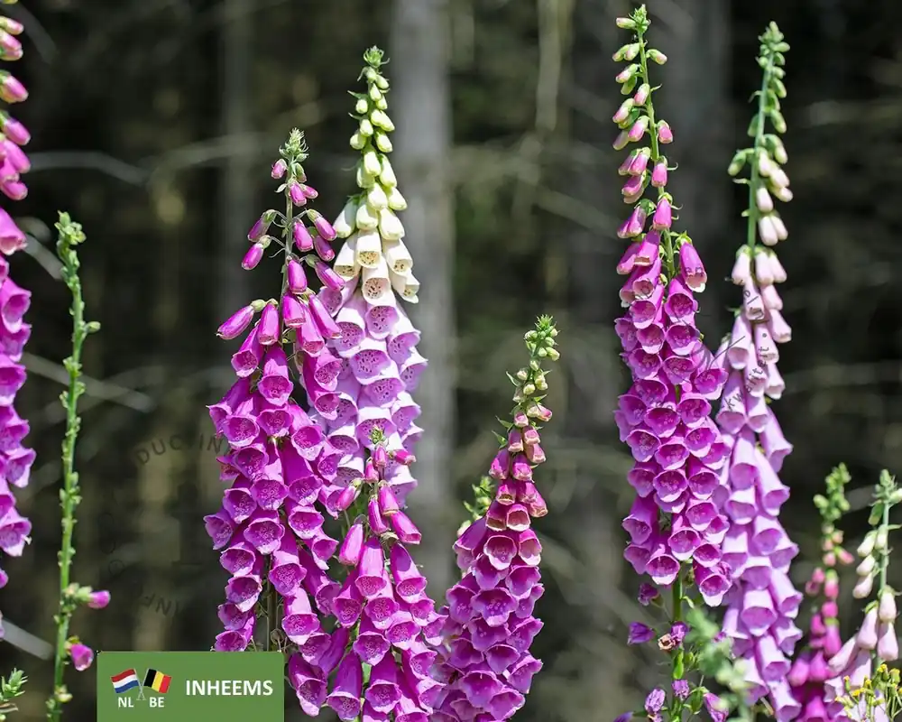 Nieuw binnengekomen | Digitalis purpurea