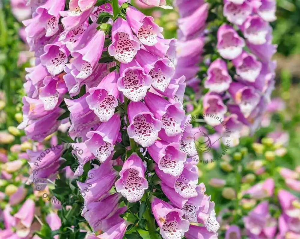 Digitalis purpurea ‘Gloxiniiflora‘ | Topproduct
