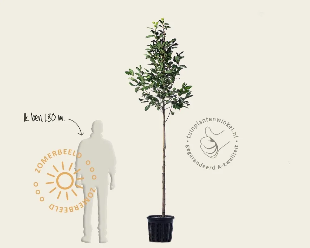 Net toegevoegd | Diospyros kaki ‘Nikita‘s Gift‘ - hoogstam