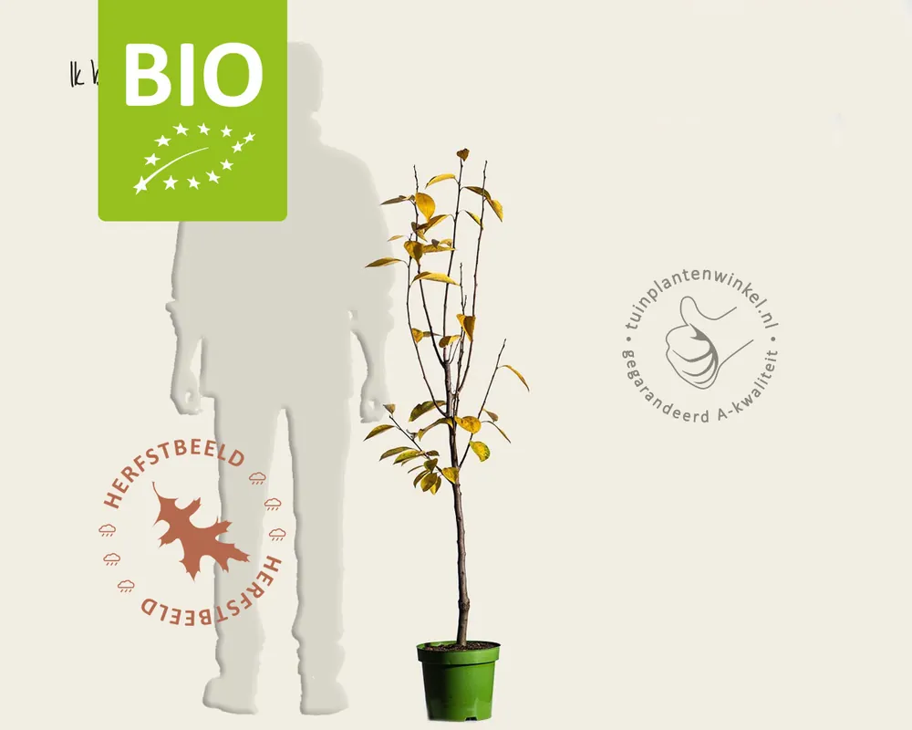 Bijna uitverkocht - Diospyros kaki ‘Rojo Brilliante‘ - BIO laagstam
