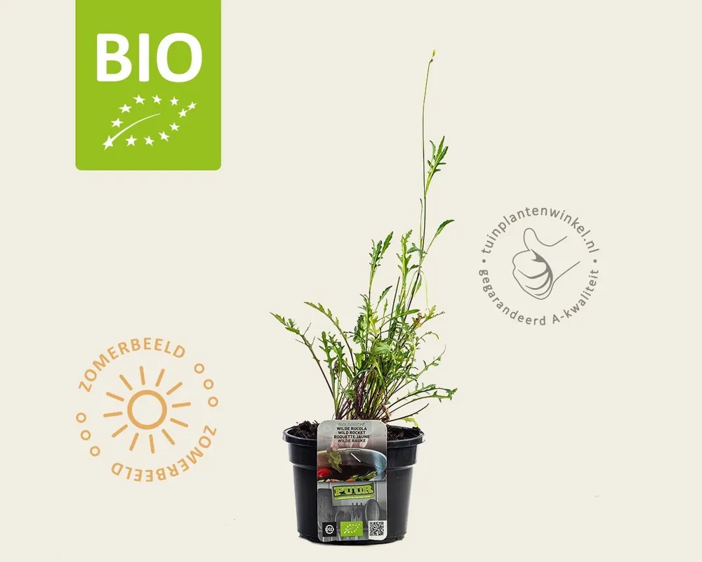 Diplotaxis tenuifolia ‘Roma‘ Puur | Online bestelbaar