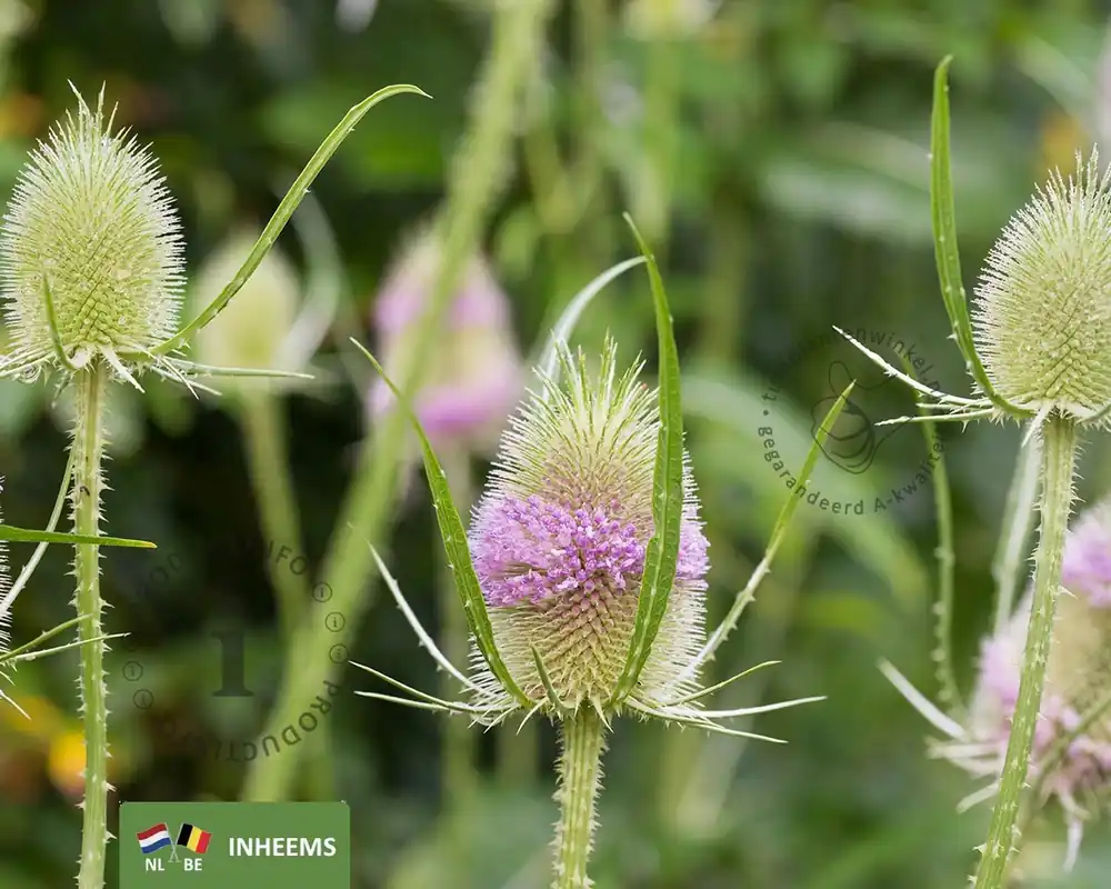 Fabrieksprijs - Dipsacus fullonum