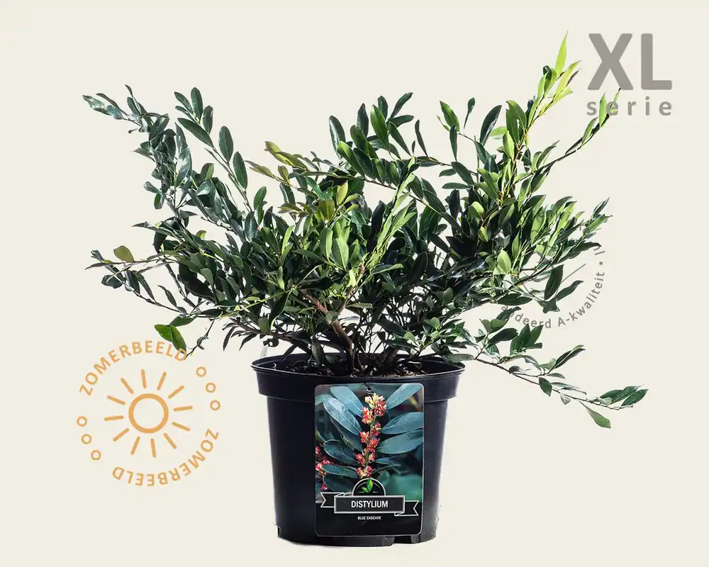 Nu beschikbaar | Distylium ‘Blue Cascade‘ - XL