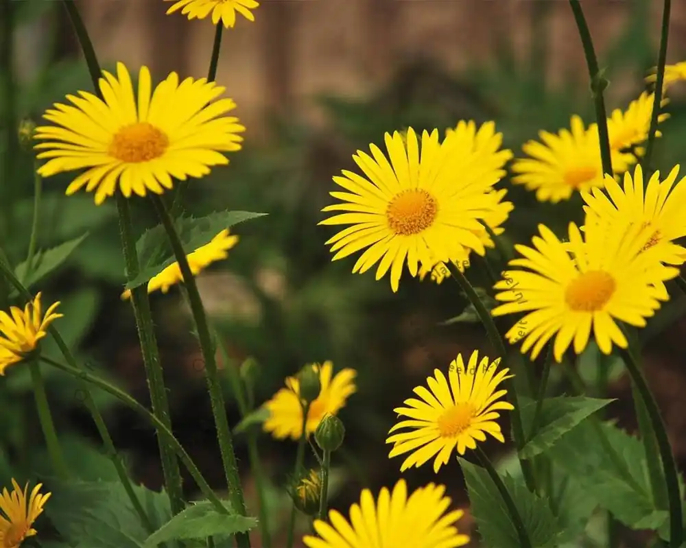 Doronicum orientale - Verlaagde prijs