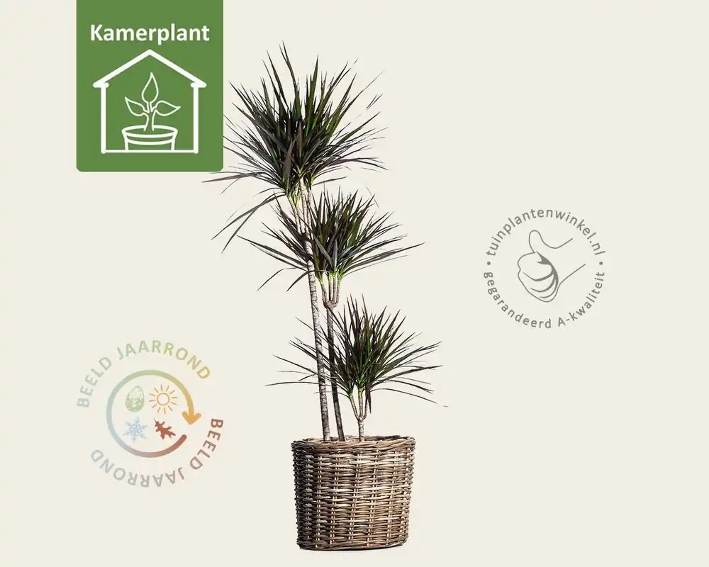 Dracaena marginata ‘Magenta‘ - Opruiming
