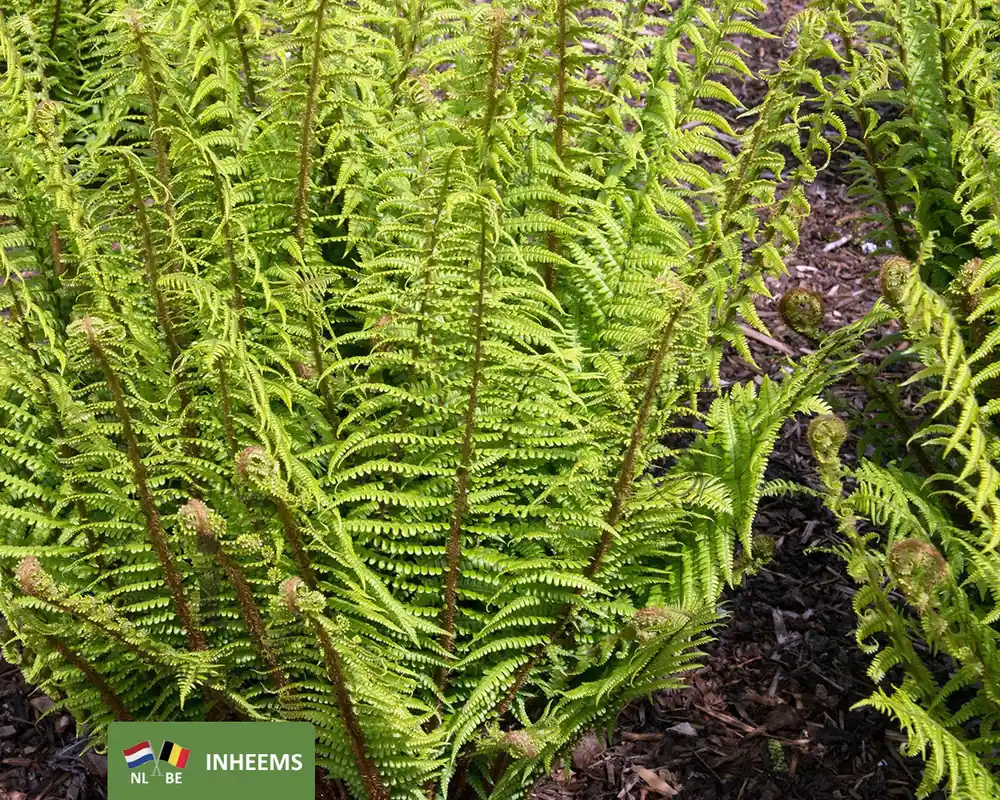 Dryopteris affinis | Tijdelijke aanbieding