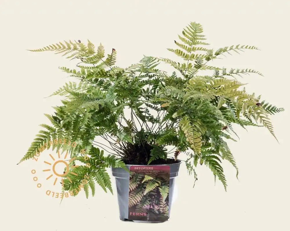 Dryopteris erythrosora ‘Prolifica‘ | Korting