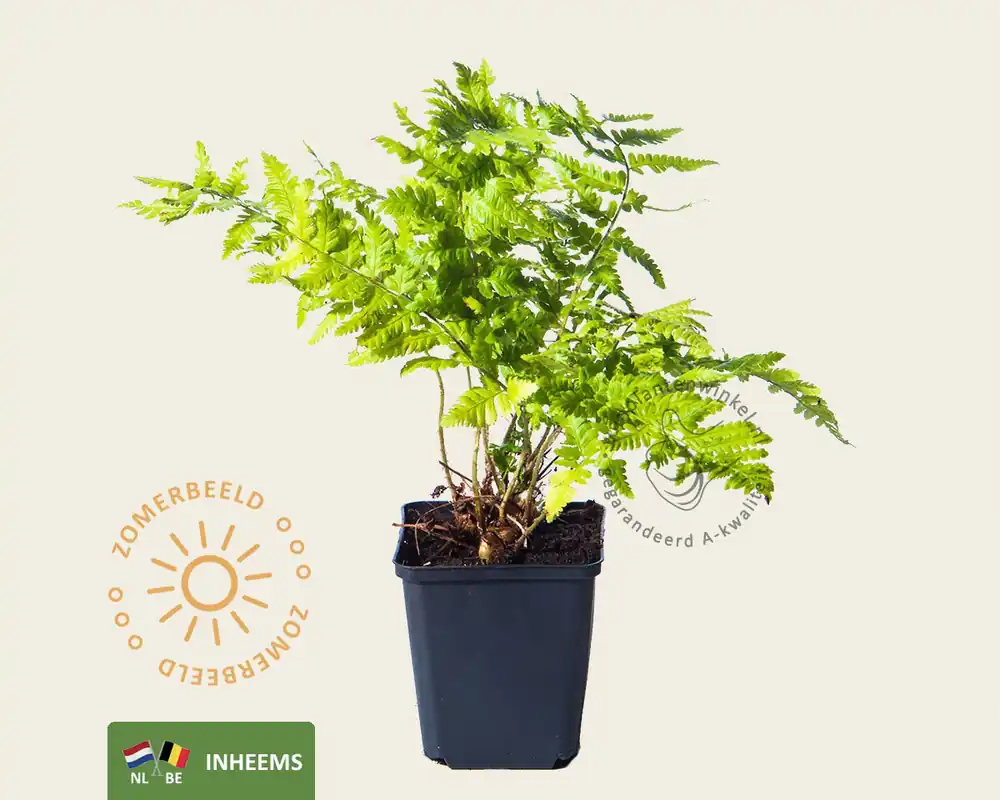 Direct kopen - Dryopteris filix-mas