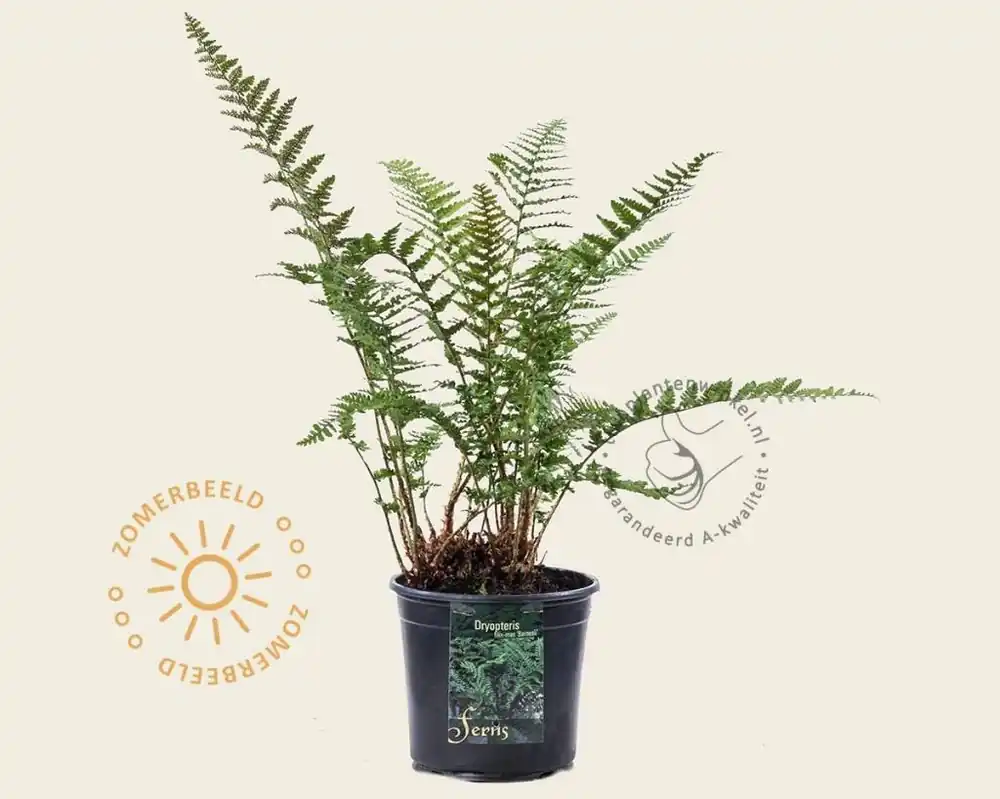 Net toegevoegd - Dryopteris filix-mas ‘Barnesii‘
