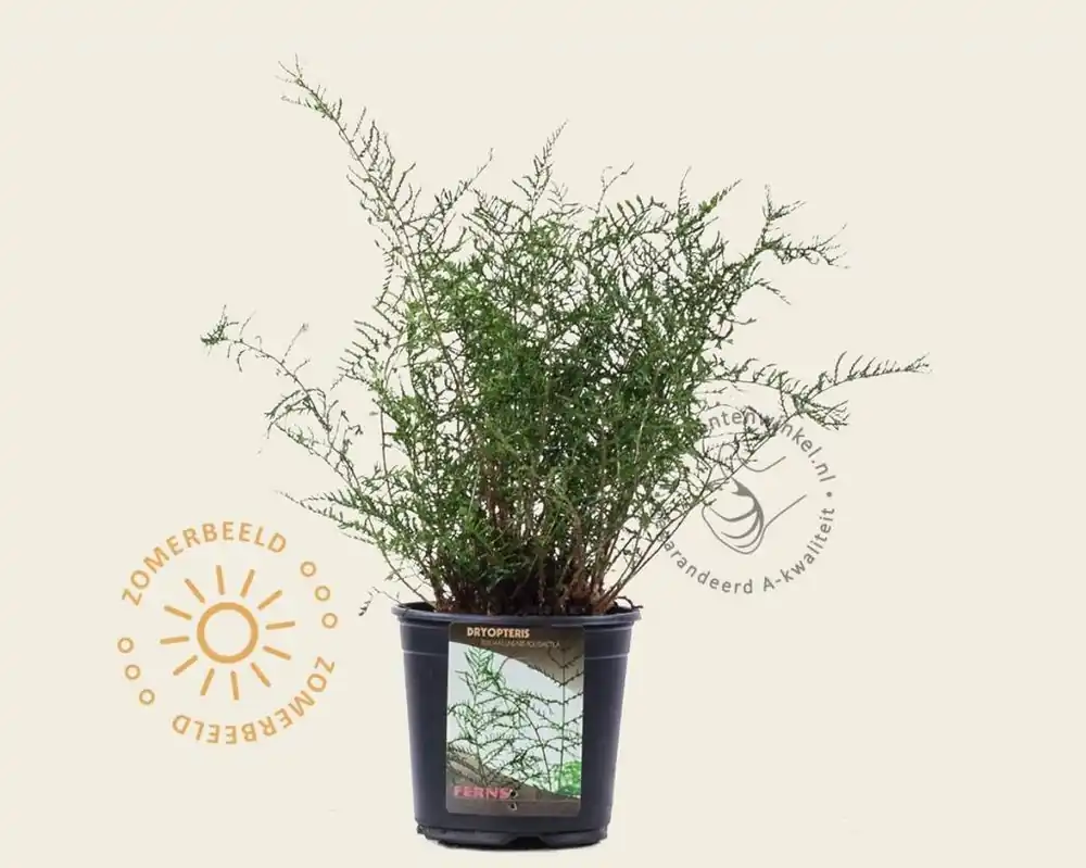 Actie | Dryopteris filix-mas ‘Linearis Polydactyla‘