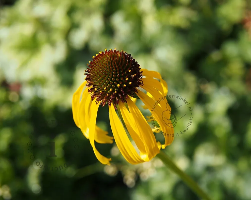 Echinacea paradoxa | Direct leverbaar