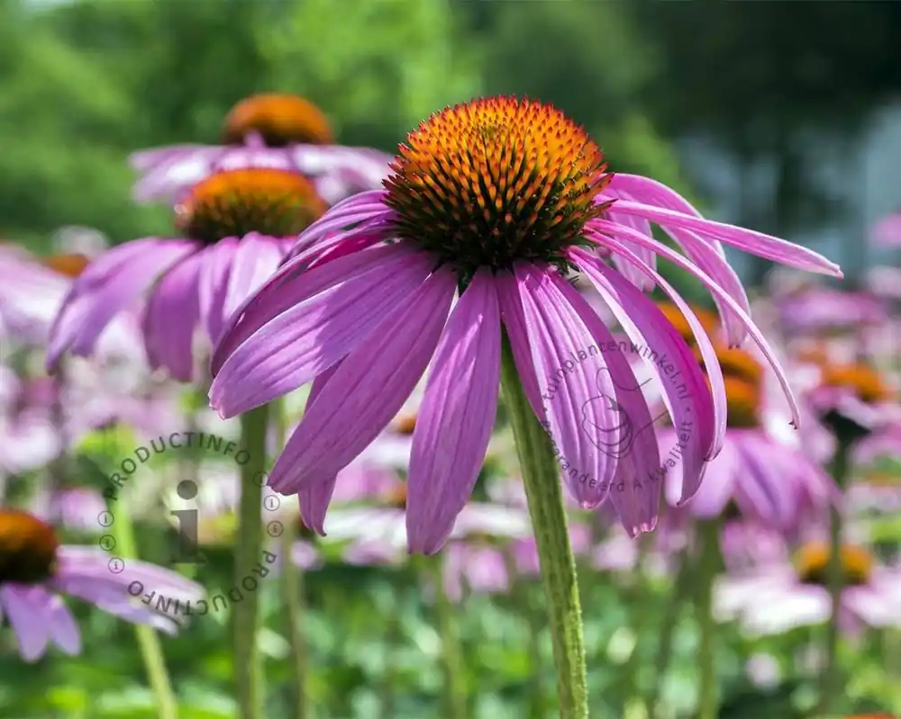 Veilig betalen - Echinacea purpurea
