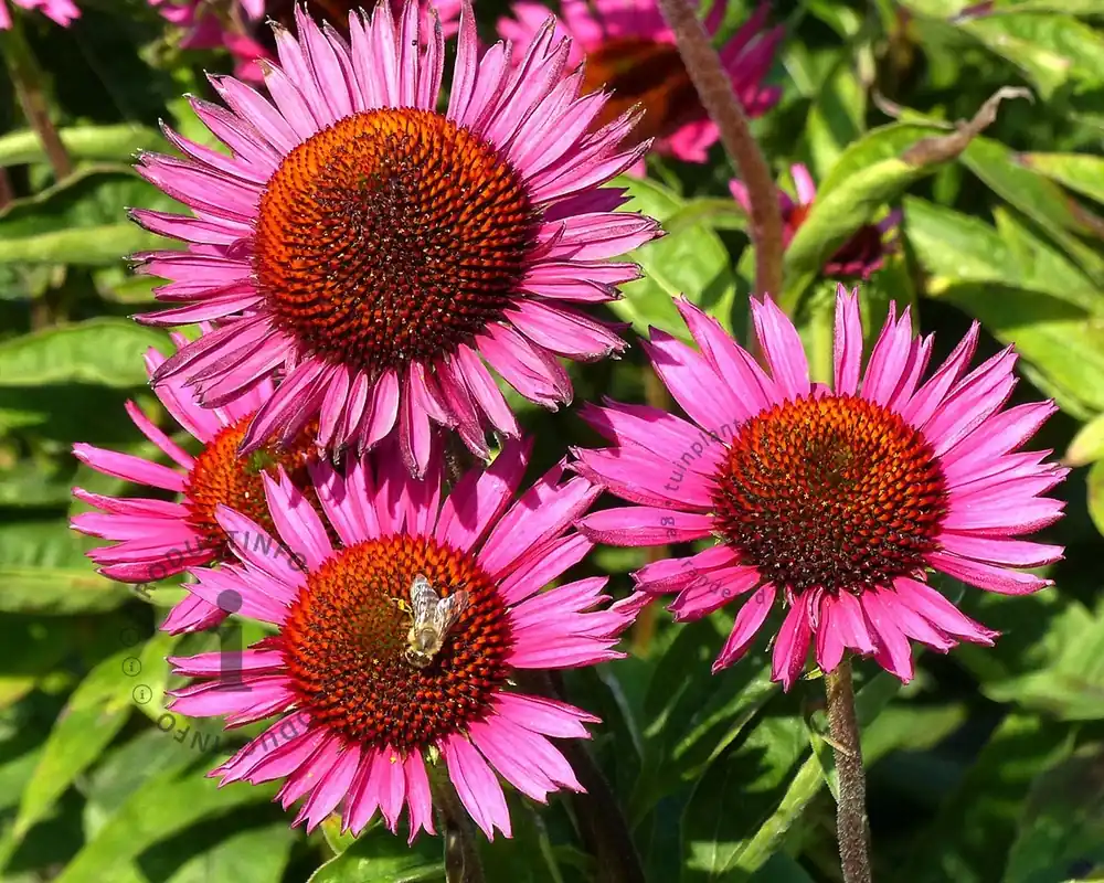 Populair - Echinacea purpurea ‘Fatal Attraction‘