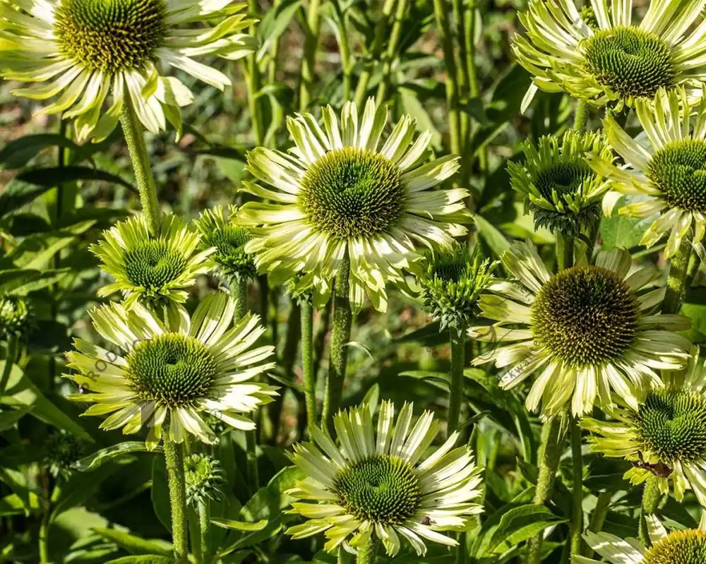 Echinacea purpurea ‘Green Jewel‘ - Veel voordeel