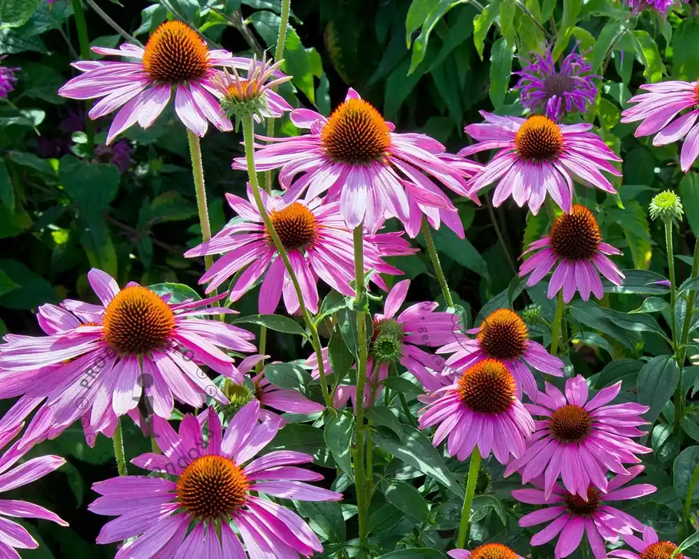 Echinacea purpurea ‘Magnus‘ - Nieuw in het assortiment