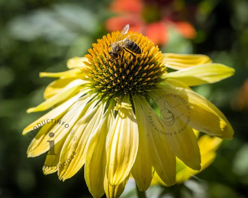 Online bestelbaar | Echinacea purpurea ‘Sunrise‘