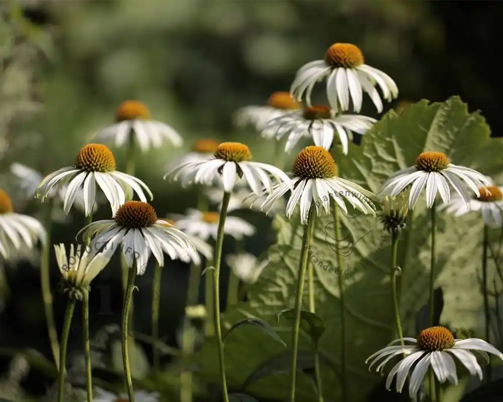 Echinacea purpurea ‘White Swan‘ - Klantfavoriet