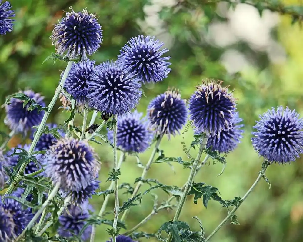 Bespaar nu - Echinops bannaticus ‘Taplow Blue‘