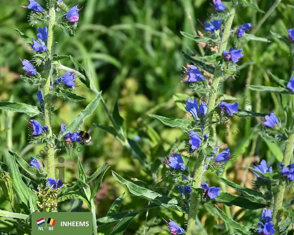 Echium vulgare | Veel voordeel