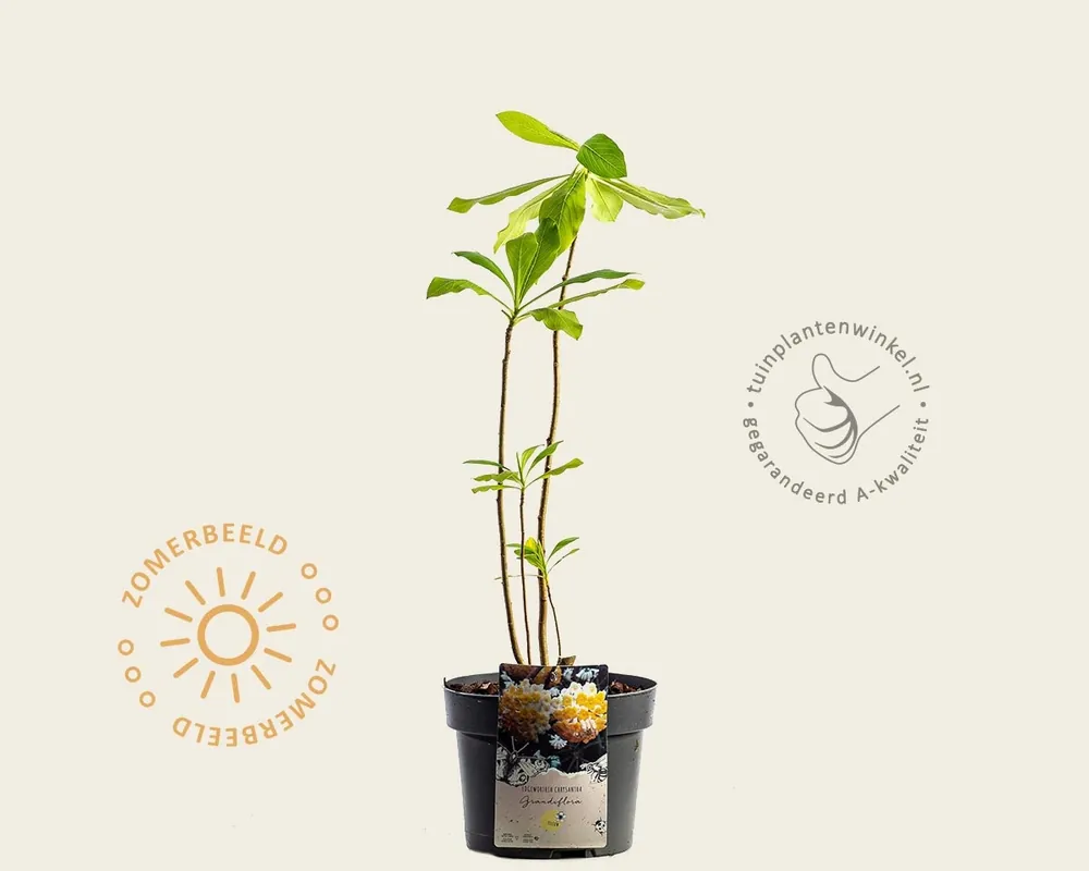 Edgeworthia chrysantha ‘Grandiflora‘ - Nog enkele stuks