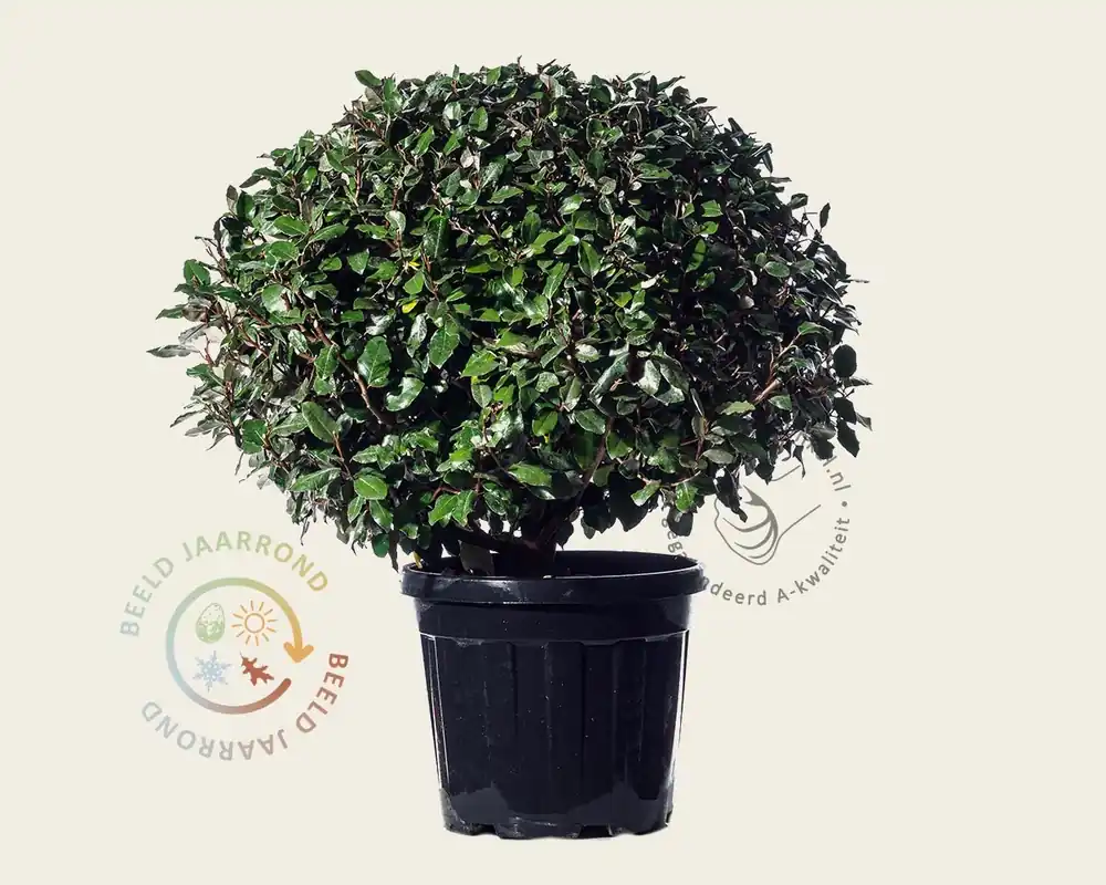 Prijsverlaging | Elaeagnus ebbingei - bolvorm