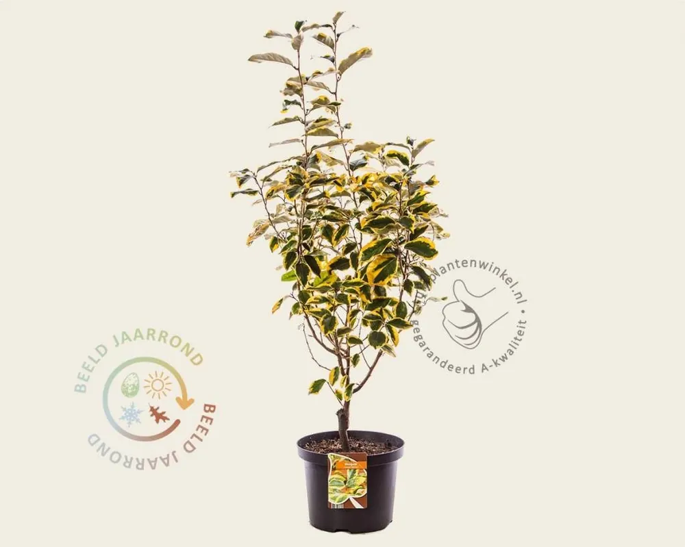 Elaeagnus ebbingei ‘Gilt Edge‘ | Tijdelijke aanbieding
