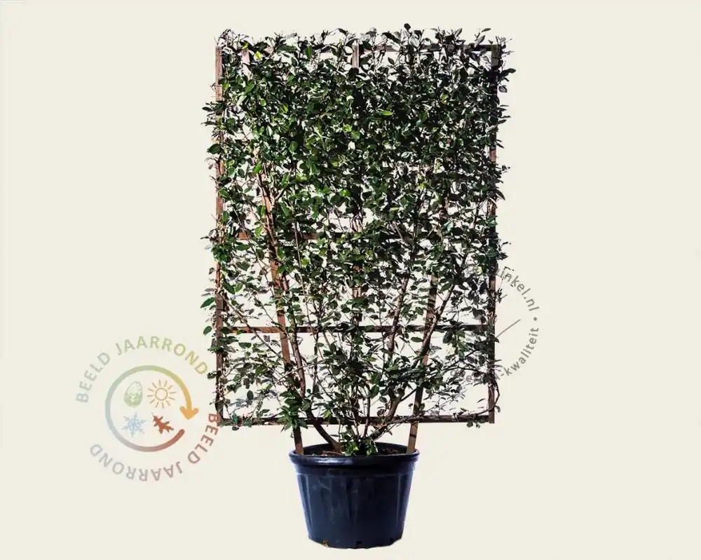 Pak je kans - Elaeagnus ebbingei - In rek 110x160 cm