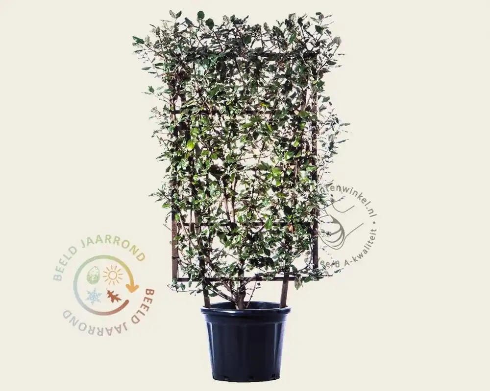 Direct bestellen - Elaeagnus ebbingei - In rek 70x120 cm