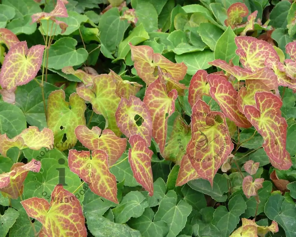 Scherpe prijs - Epimedium perralchicum ‘Frohnleiten‘