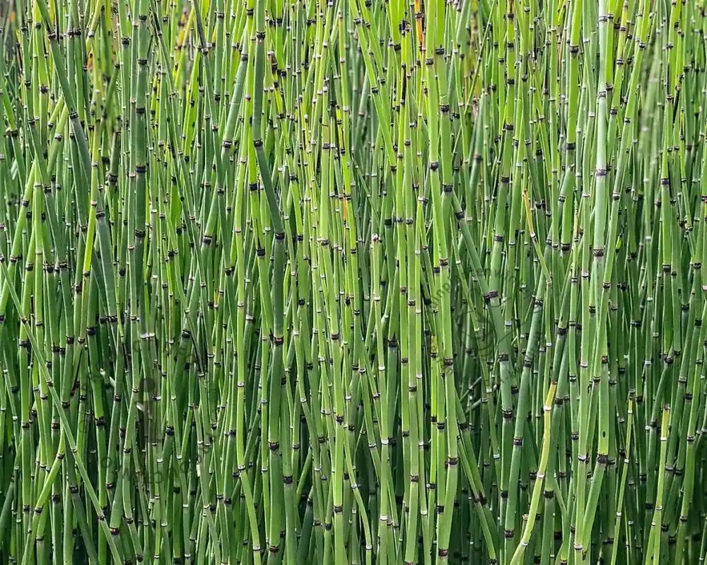 Snelle levering - Equisetum japonicum