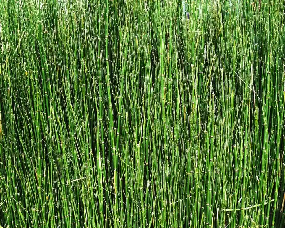 Topdeal - Equisetum scirpoides