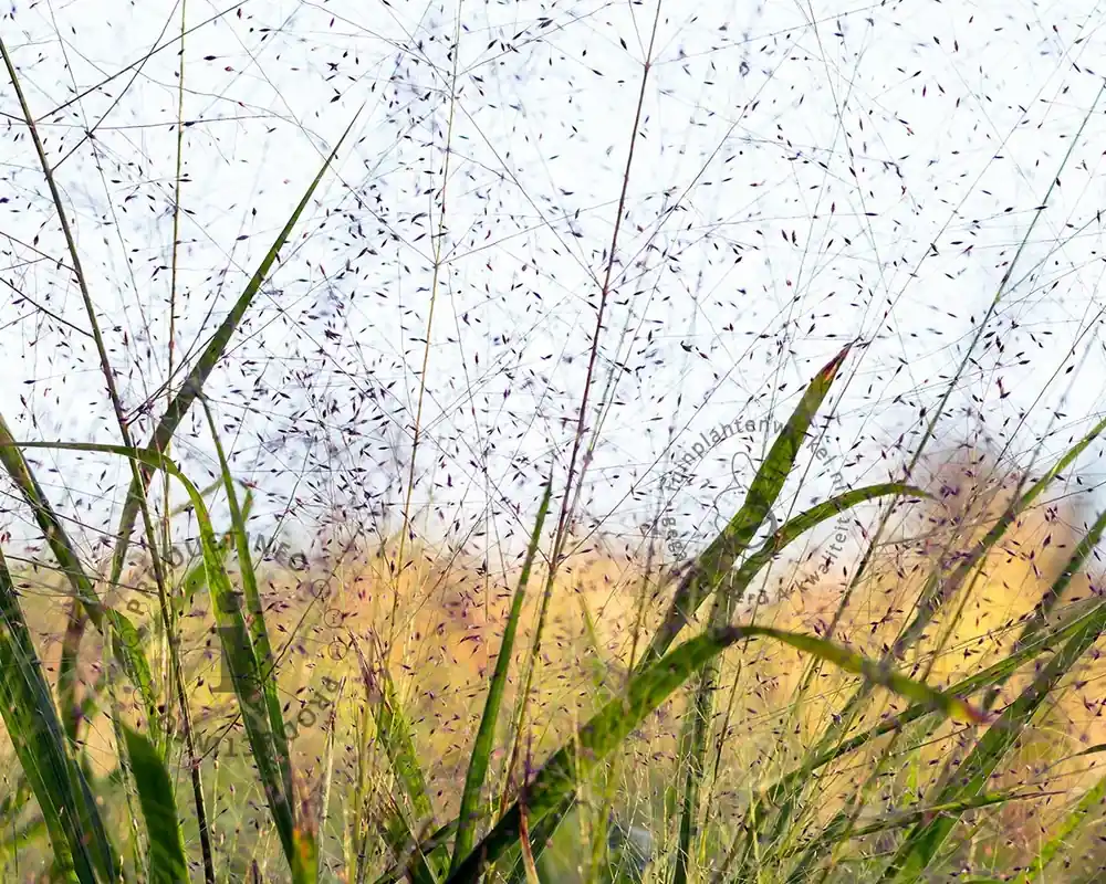 Prijs verlaagd | Eragrostis spectabilis