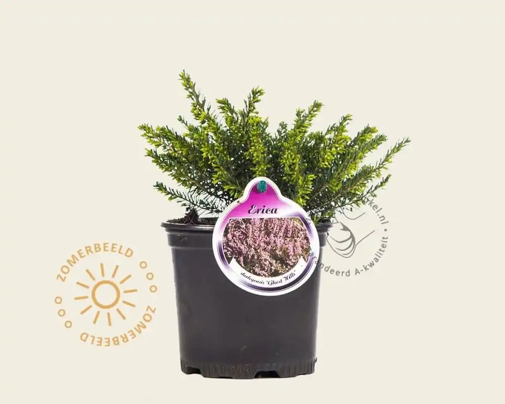 Veilig betalen | Erica darleyensis ‘Ghost Hills‘