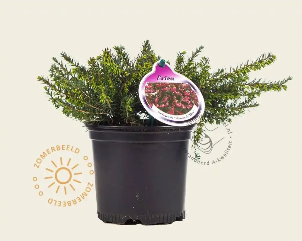 Erica darleyensis ‘Kramers Rote‘ - Speciale deal