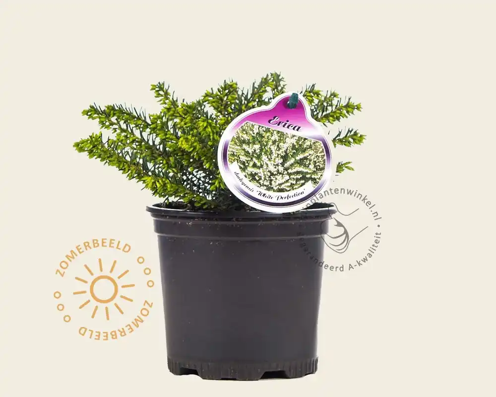 Extra voordeel - Erica darleyensis ‘White Perfection‘