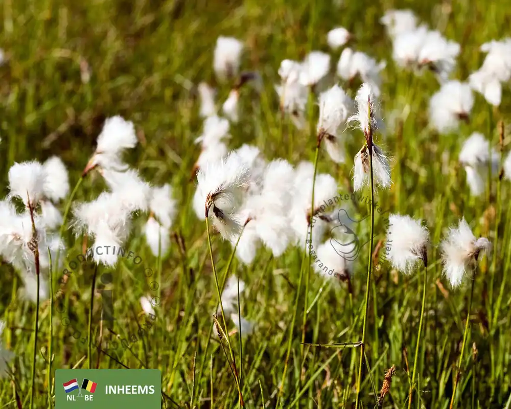 Rechtstreeks uit de fabriek | Eriophorum angustifolium
