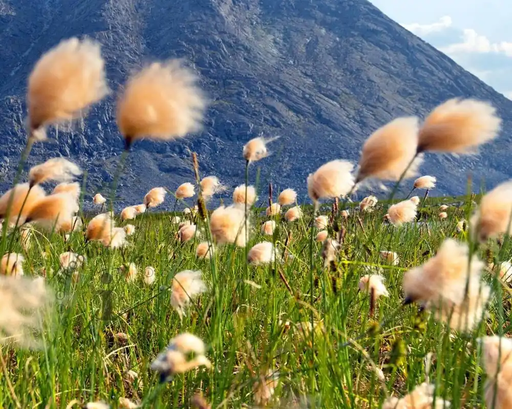 Eriophorum russeolum | Veilig winkelen