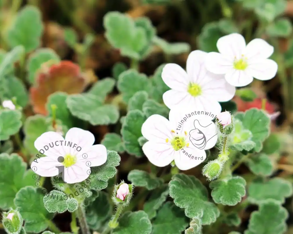 Erodium reichardii ‘Album‘ | Shop nu