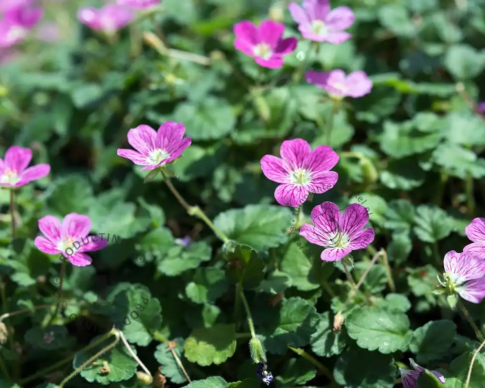 Outlet - Erodium x variabile ‘Bishop‘s Form‘