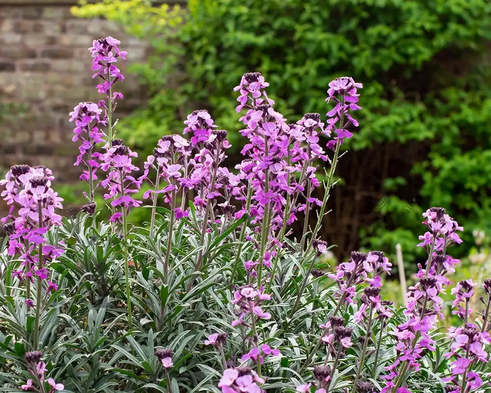 Direct leverbaar - Erysimum ‘Bowles Mauve‘