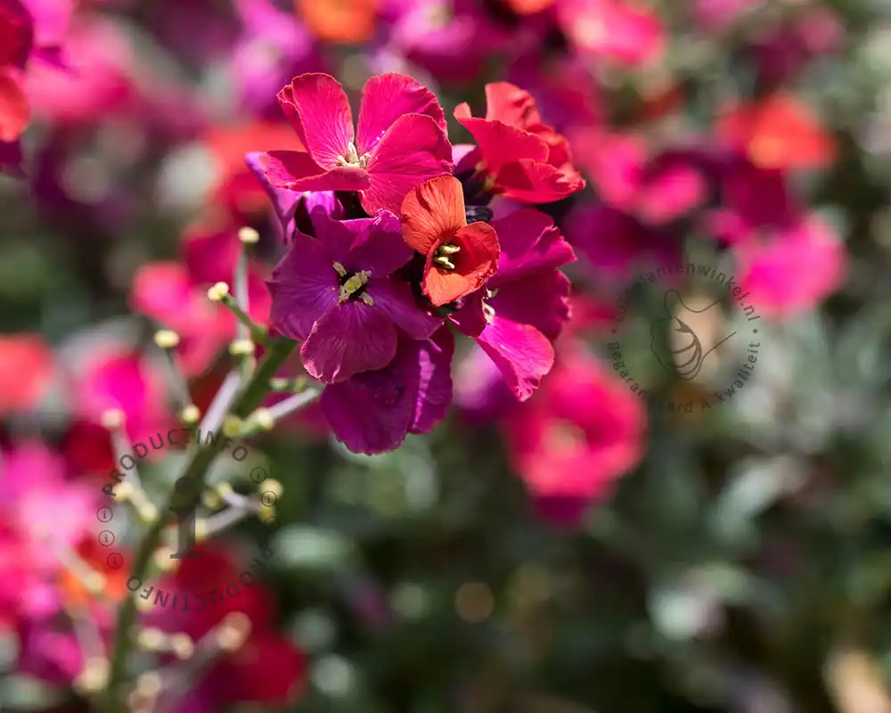 Lage prijs | Erysimum ‘Red Jep’
