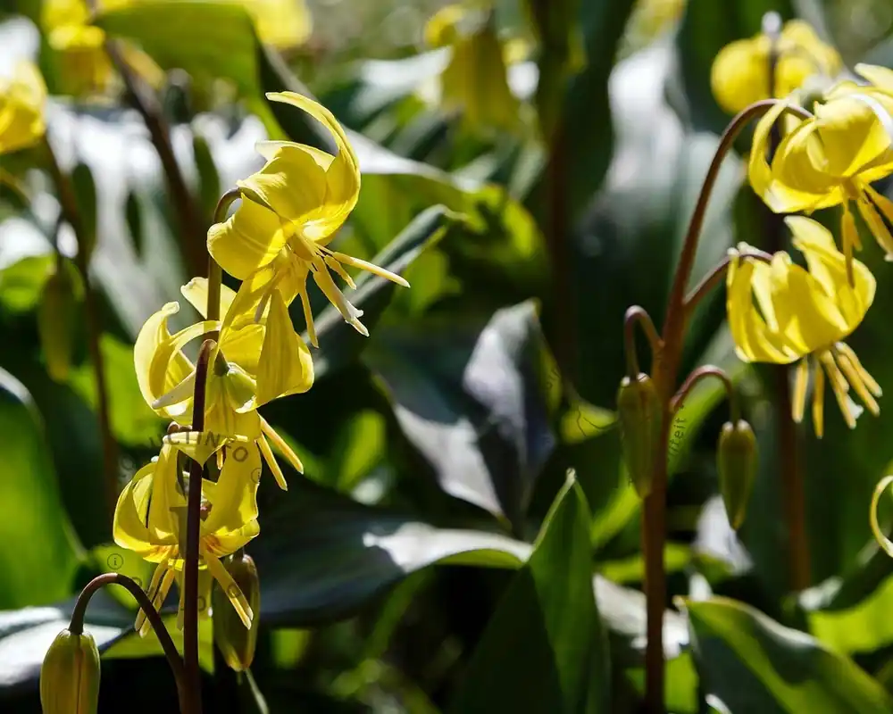 Scherp geprijsd | Erythronium ‘Pagoda‘