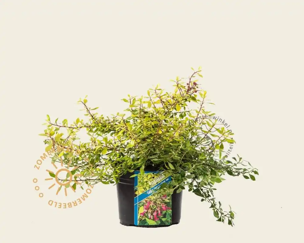 Laatste kans - Escallonia ‘Golden Carpet‘