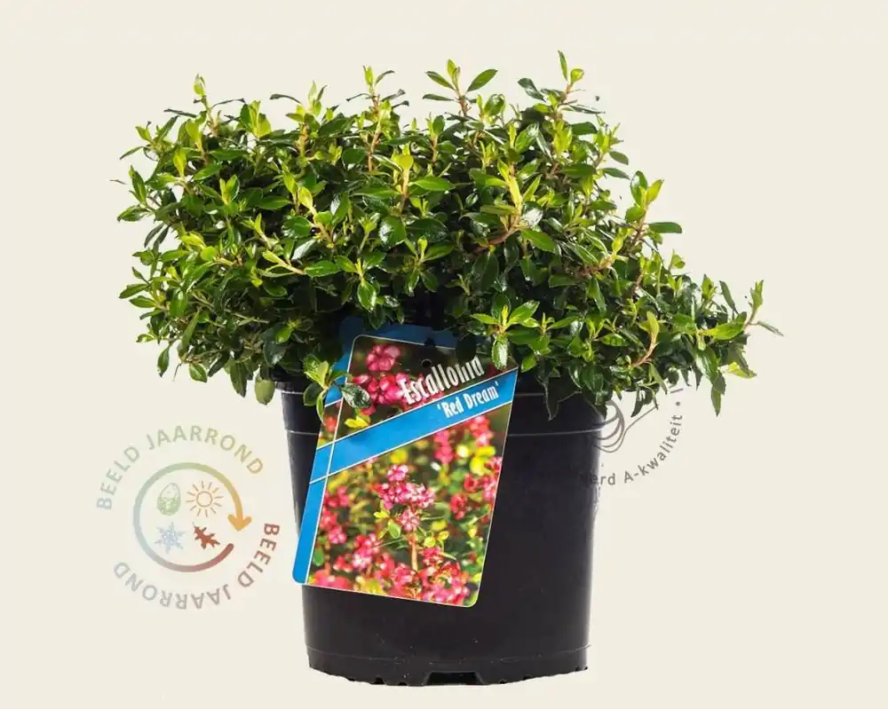 Nu beschikbaar | Escallonia ‘Red Dream‘
