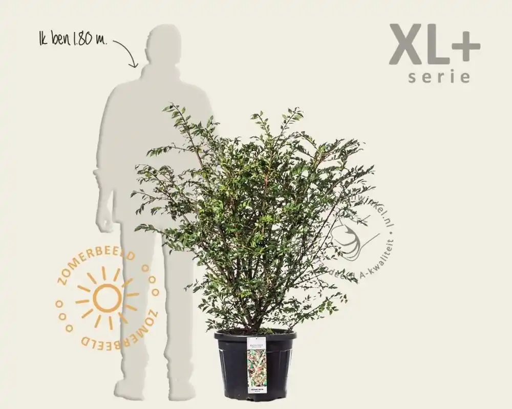 Koopje - Euonymus alatus - XL+