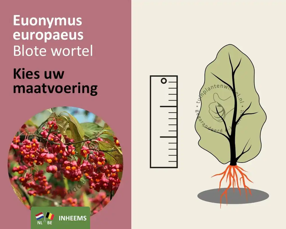 Euonymus europaeus - blote wortel | Tijdelijk aanbod